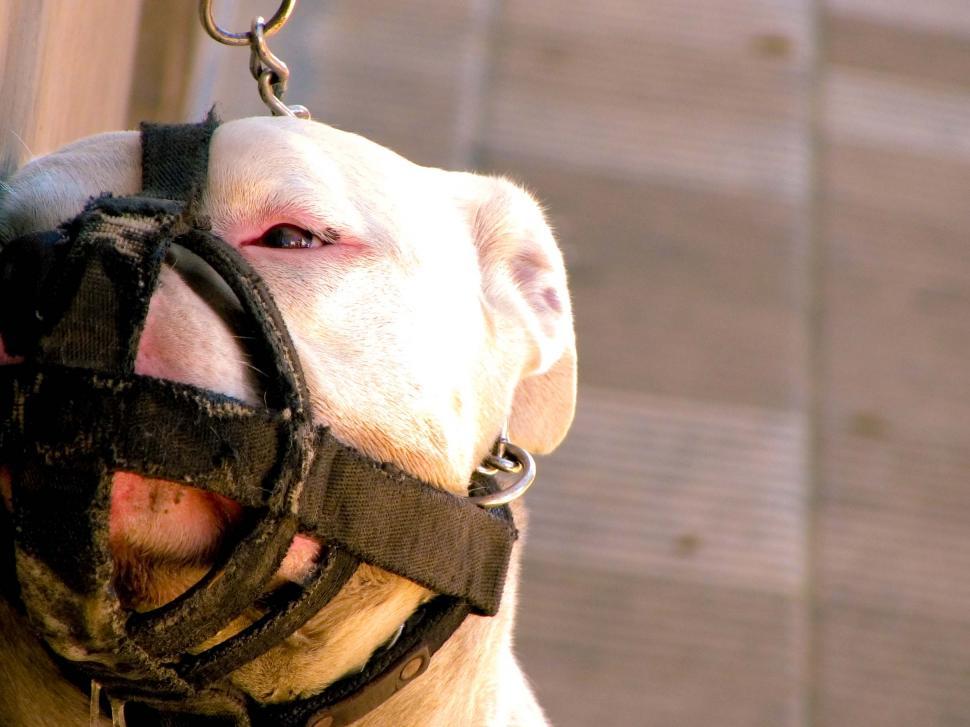 Free Image of Sad Dogo 