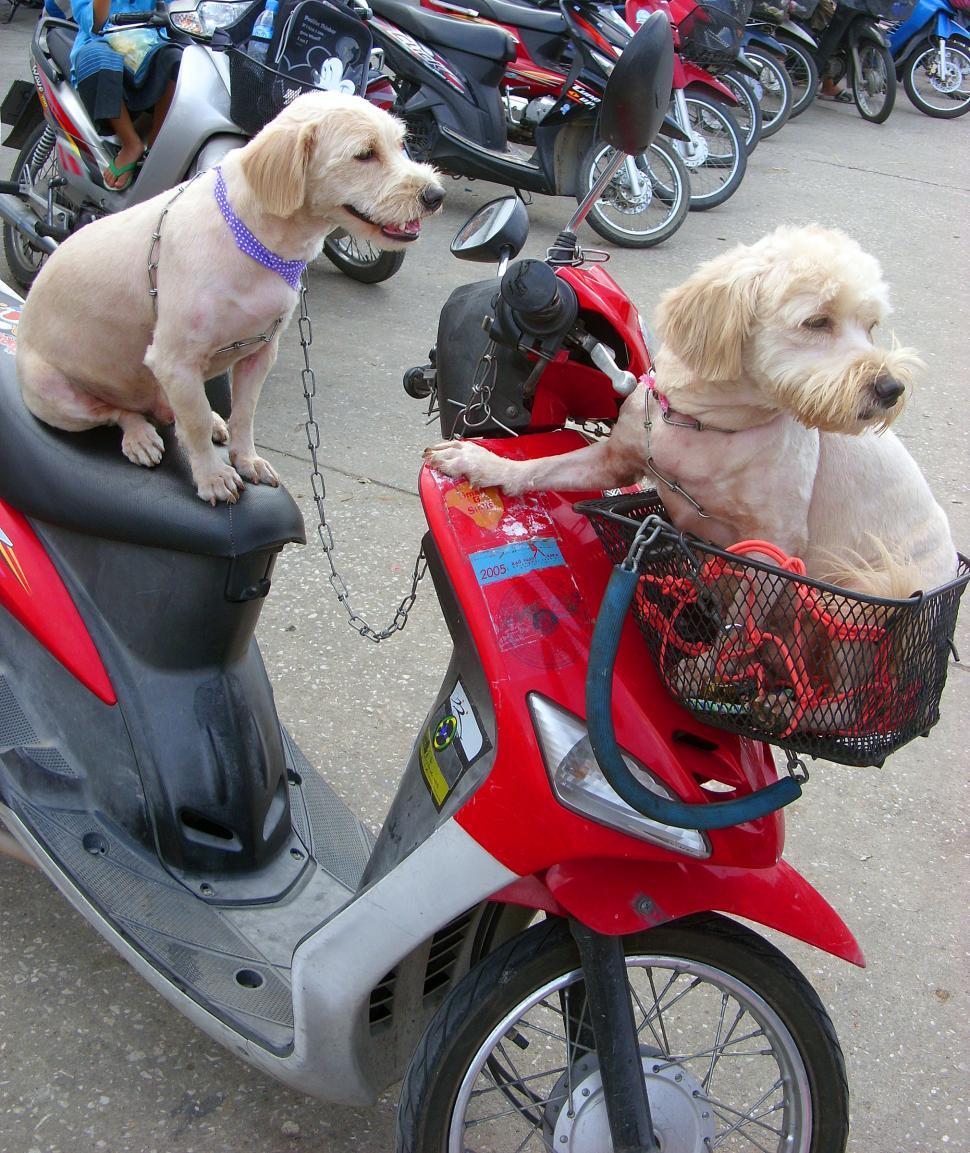 Free Image of Two dogs on a motorbike 