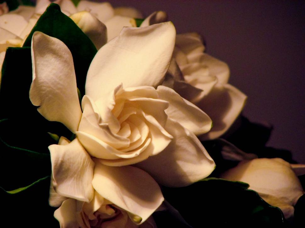 Free Image of Open Jasmine 