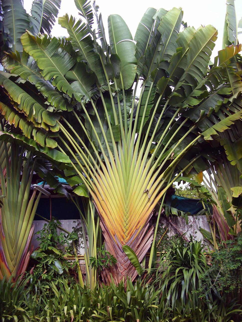 Free Image of Fan palm 