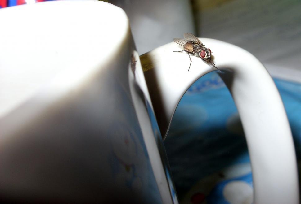 Free Image of Fly on a cup 