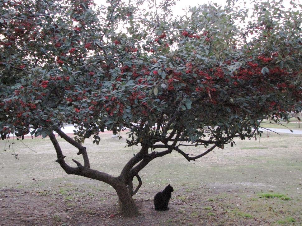 Free Image of Black cat pondering 