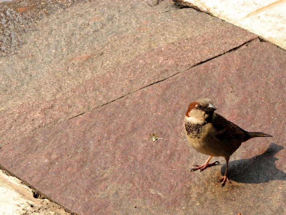 Free Image of Sparrow 