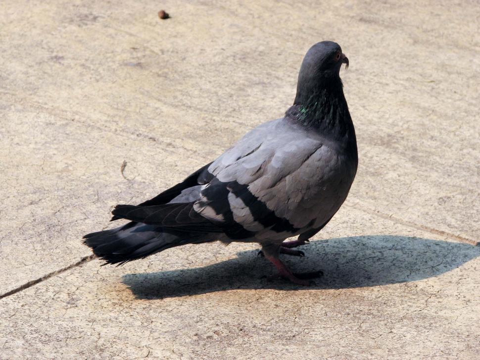 Free Image of Pigeon 