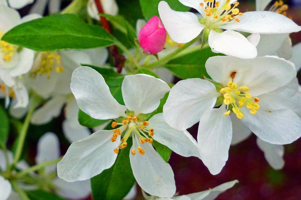 Free Image of Apple Blossoms 