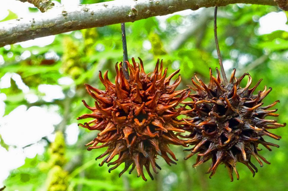 Free Image of Sweet Gum Tree Seeds 