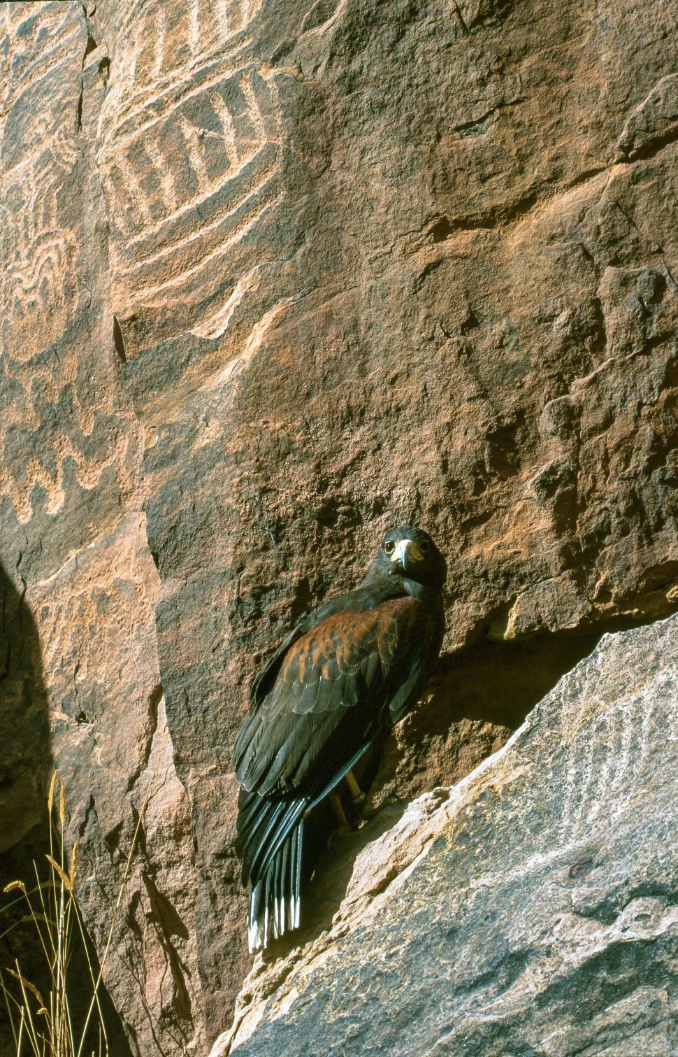Free Image of Harris s hawk 