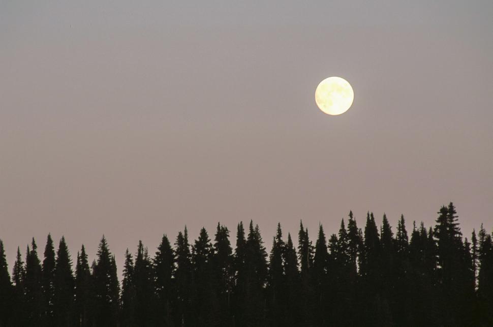 Free Image of Full Moon Rises Above Fir Trees 