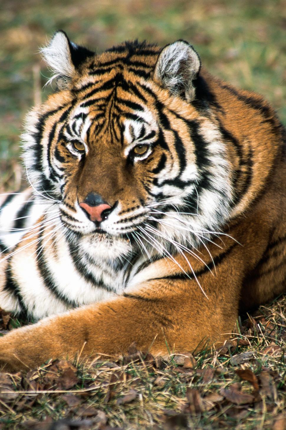 Free Image of Tiger 