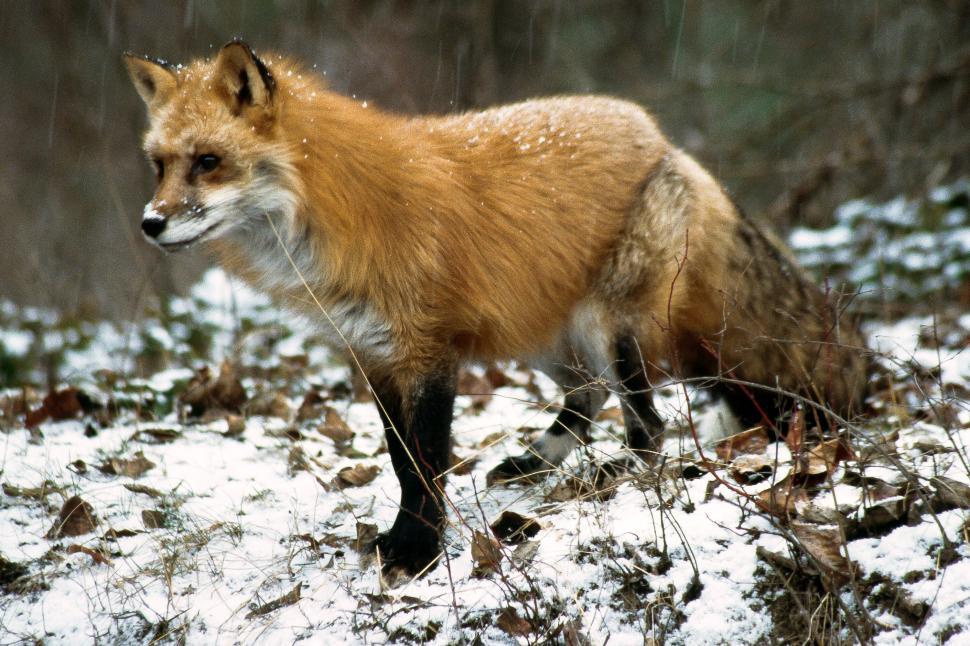 Free Image of Fox 