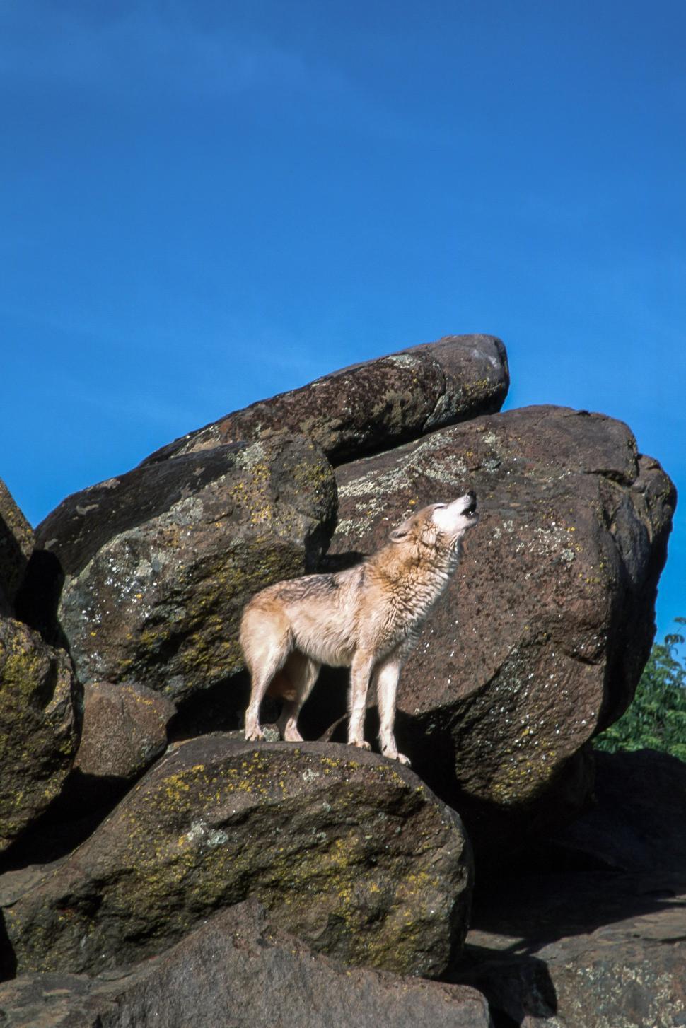 Free Image of Wolf 