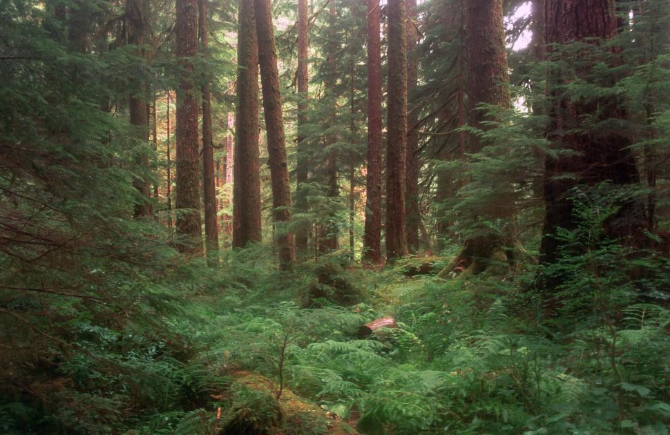 Free Image of Lush Olympic National Park 