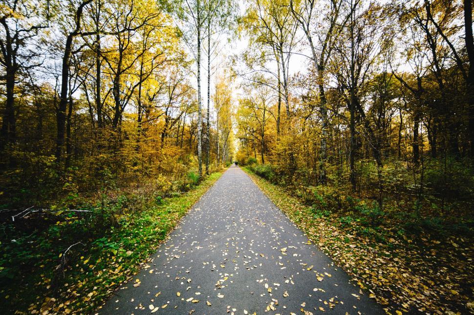 Free Image of Road Running Through Dense Forest 