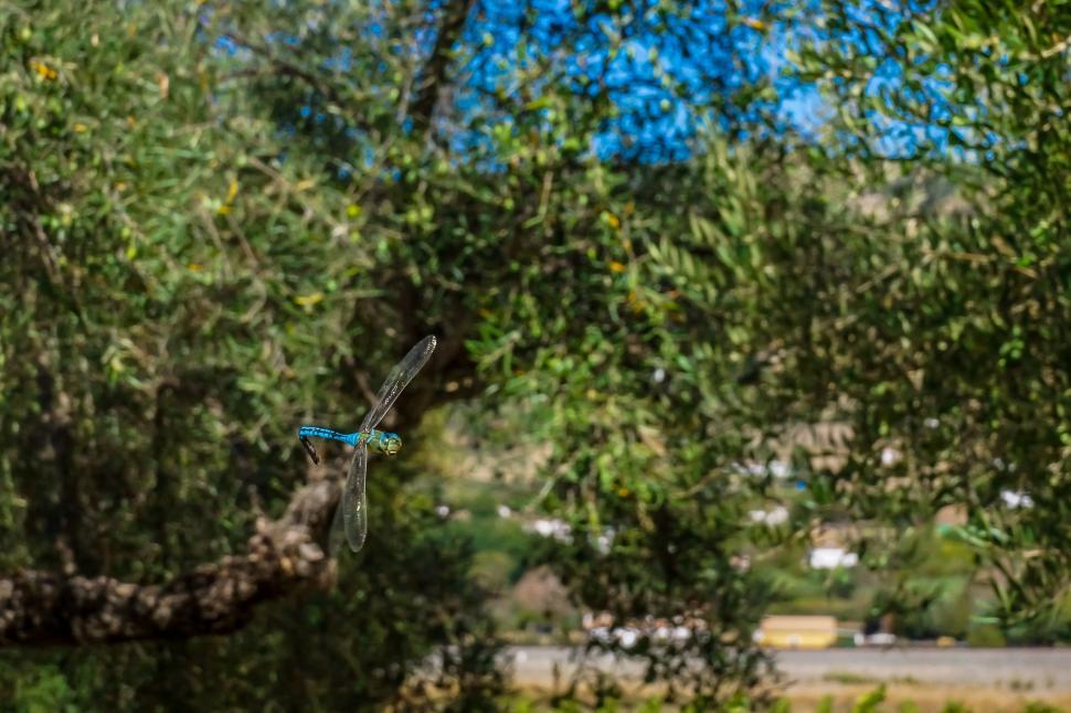 Free Image of Dragonfly Flies Through Trees in Park 