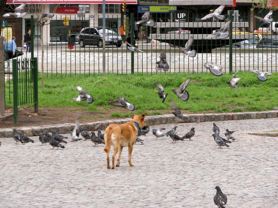 Free Image of Dog Staring at Pigeon Flock 