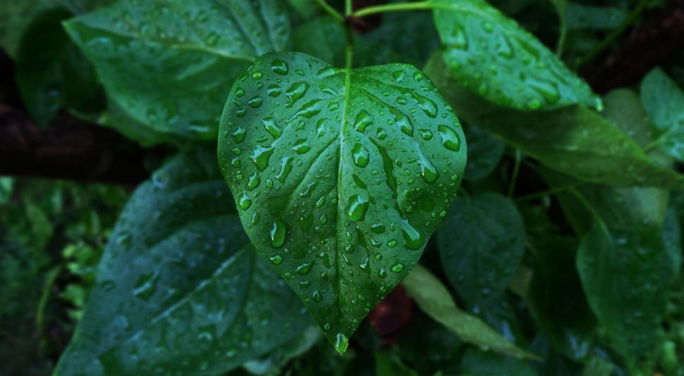 Free Image of Green Leaf With Water Droplets 