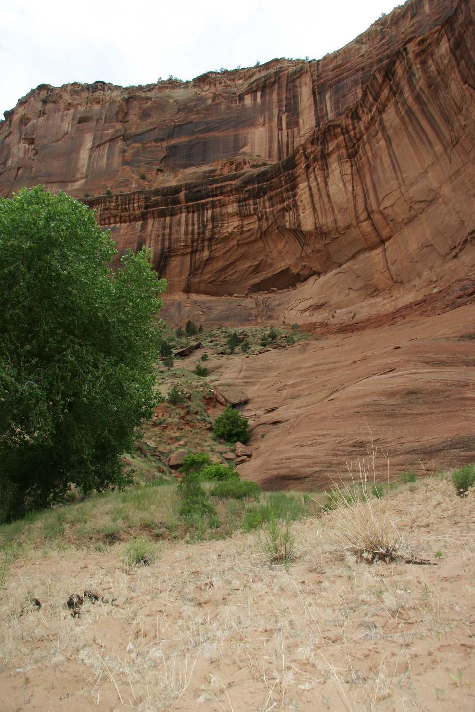 Free Image of Lone Tree Standing in Desert Landscape 