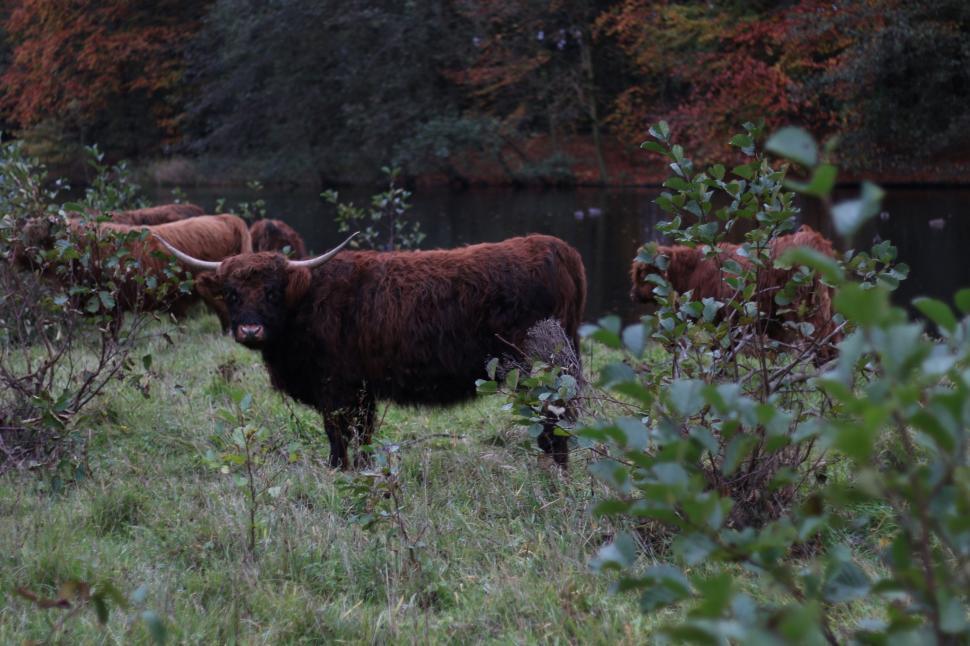 Free Image of Cattle Herd Grazing on Lush Green Field 