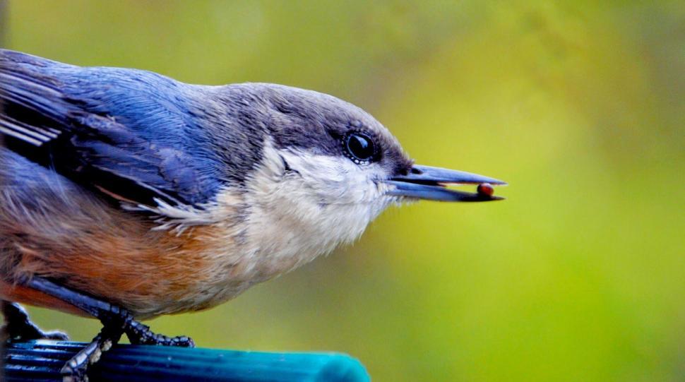 Free Image of Blue Bird Perched on Blue Chair 