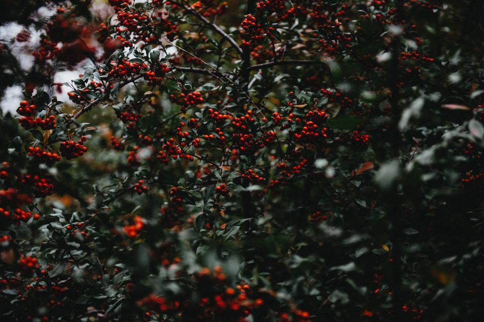 Free Image of Red Berries on a Tree in the Snow 