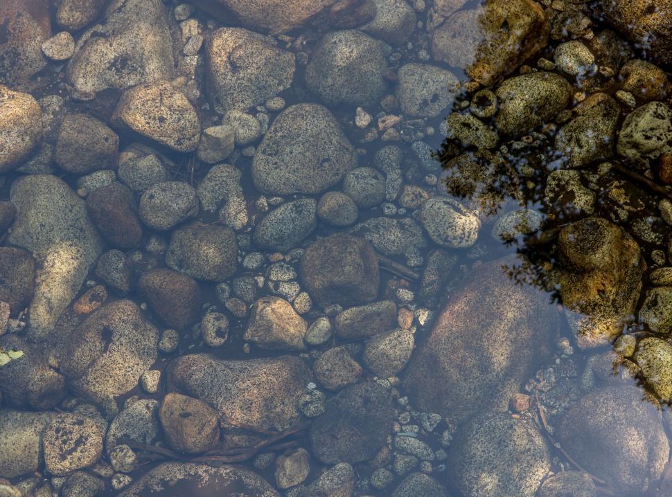 Free Image of Tree Reflection in Water 