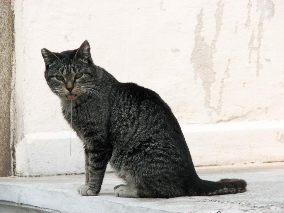 Free Image of Cat Sitting on Ledge Outside 