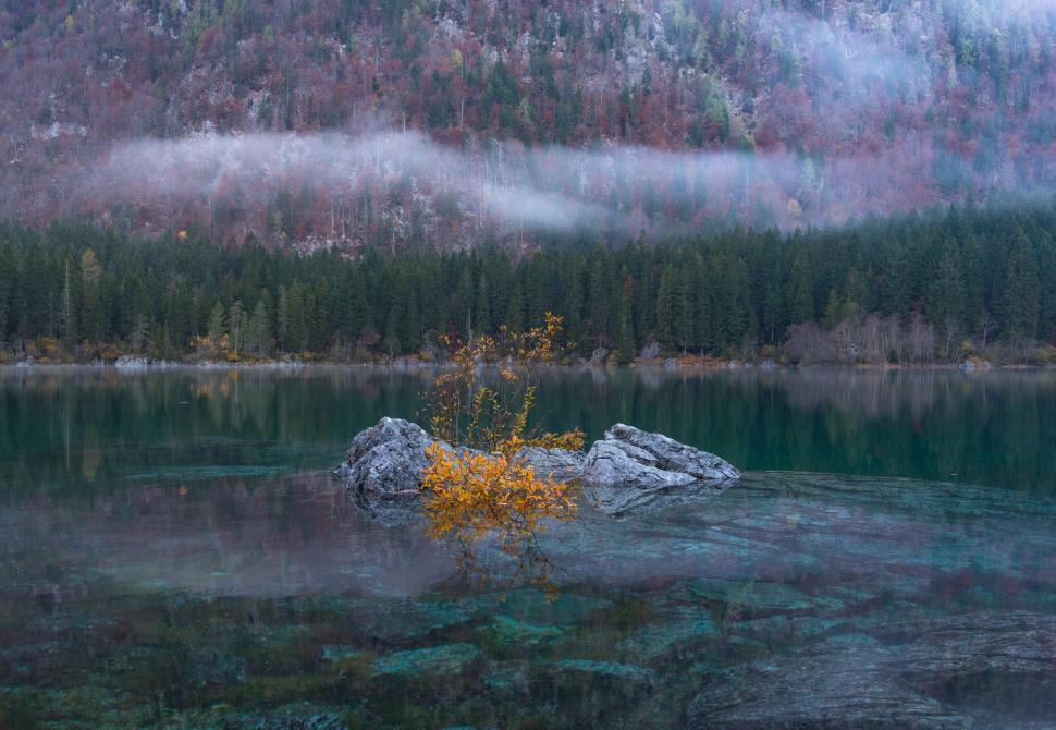 Free Image of Small Tree Growing Out of Rock in Middle of Lake 