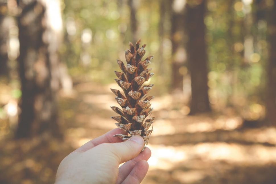 Free Image of Person Holding Pine Cone in Forest 