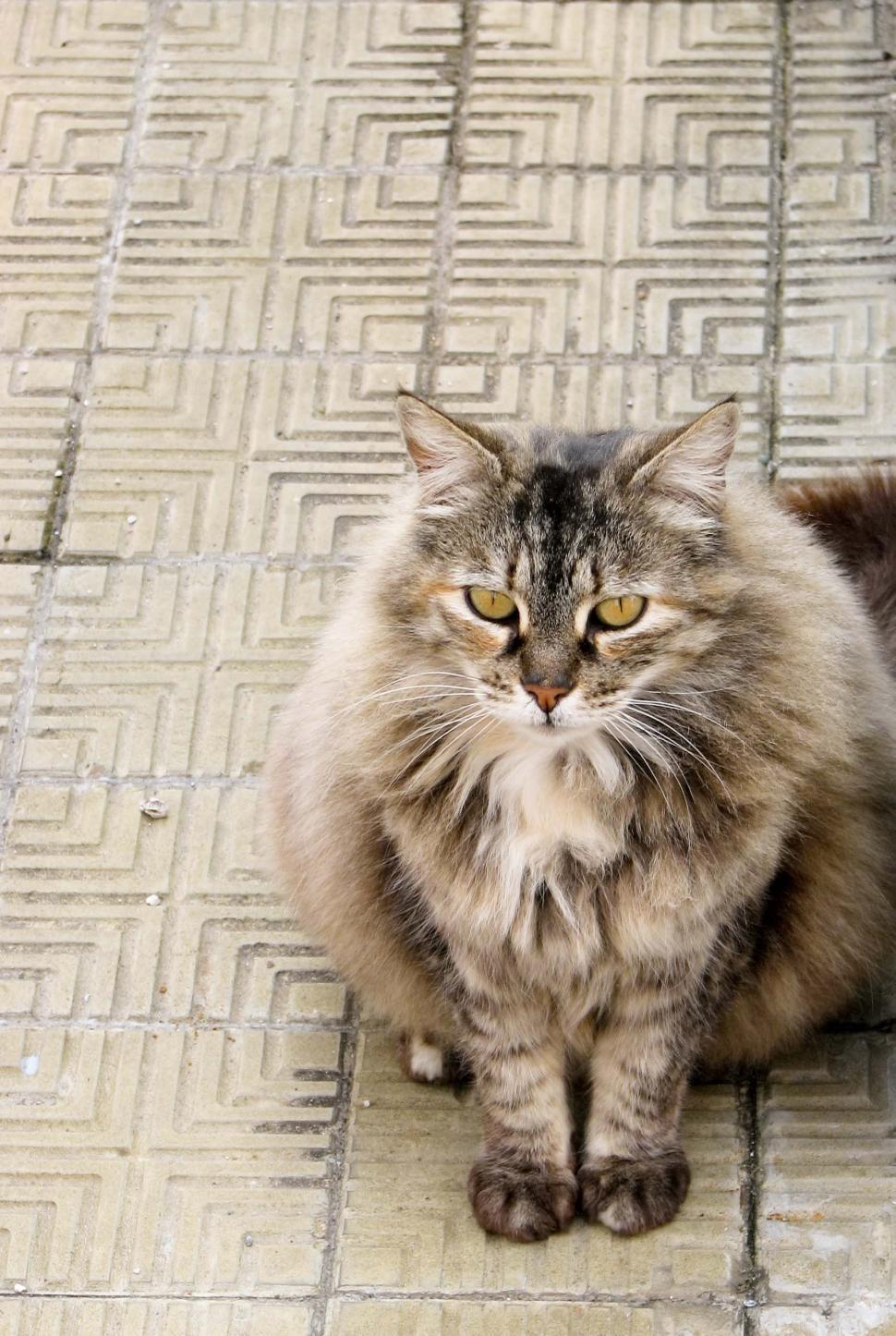 Free Image of Fluffy Cat Sitting on Tiled Floor 