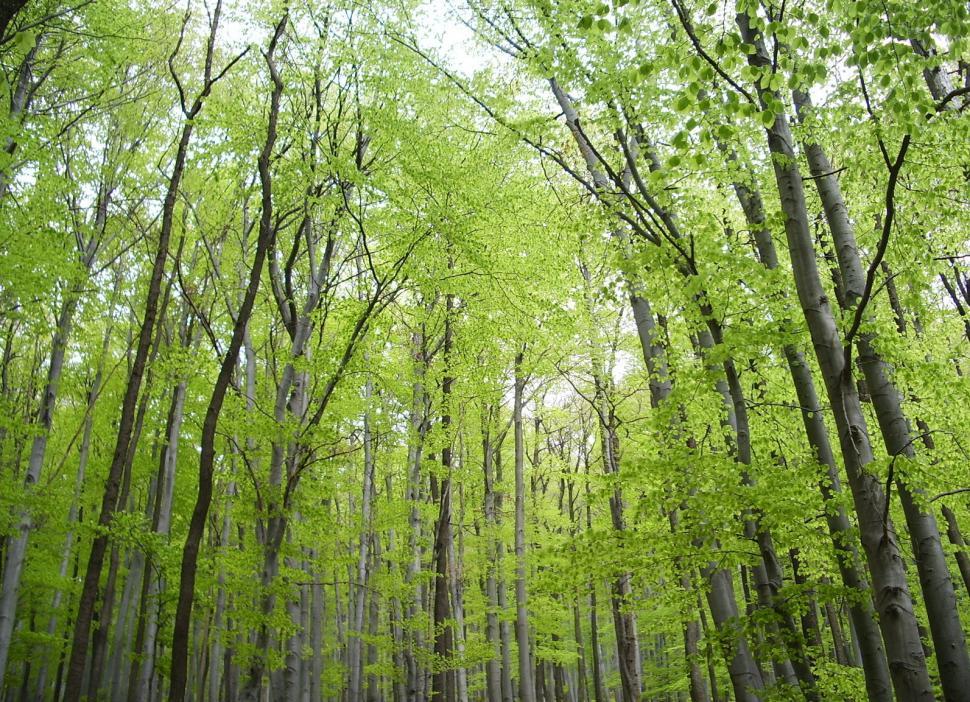 Free Image of Green wood 