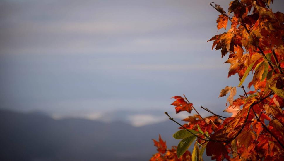 Free Image of Tree With Orange Leaves Against Blue Sky 