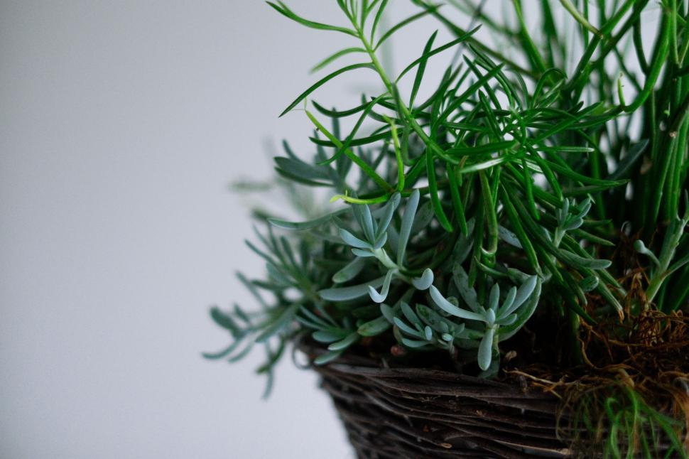 Free Image of Close Up of a Plant in a Basket 