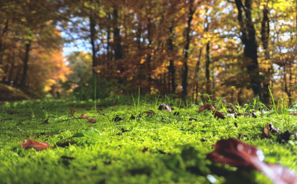 Free Image of Grassy Field With Trees in the Background 