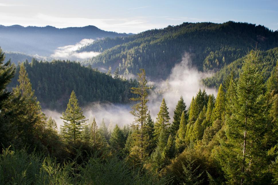 Free Image of Foggy Forest With Dense Trees 