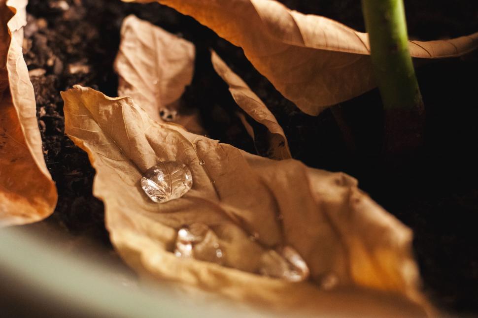 Free Image of Close Up of Plant With Water Droplets 