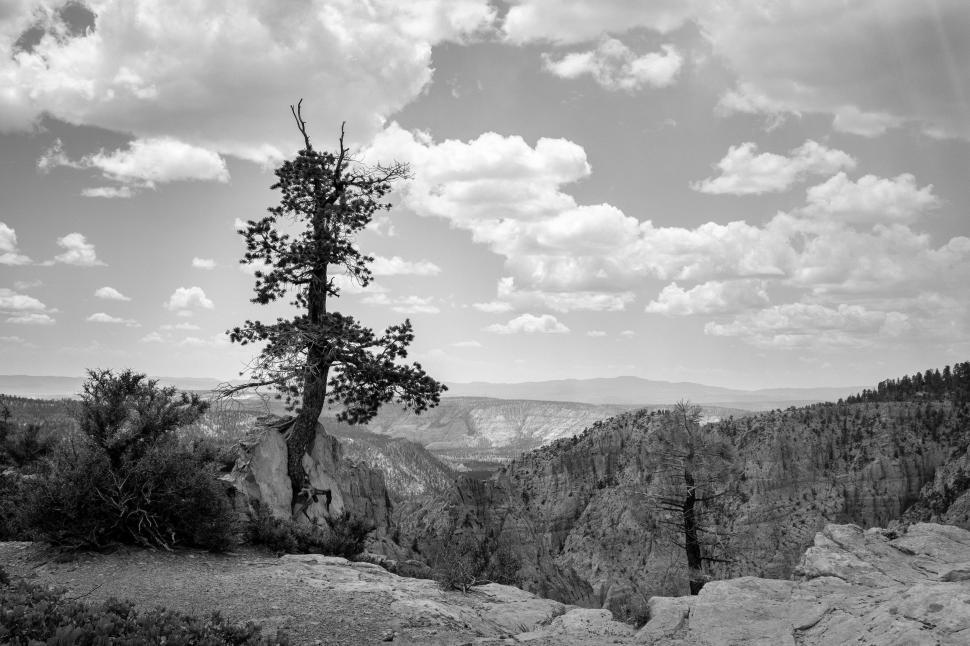 Free Image of Tree Standing Tall on a Mountain 