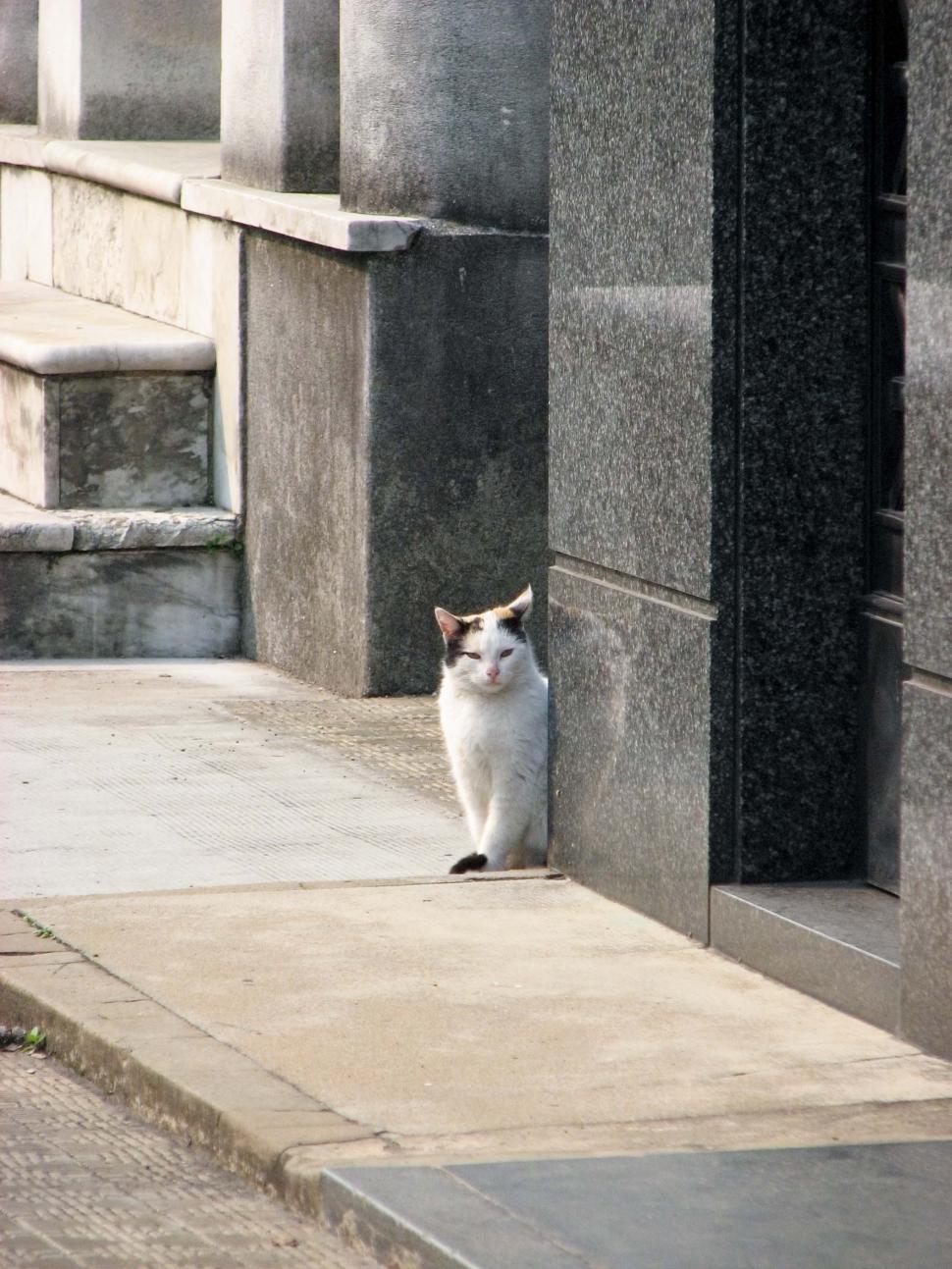 Free Image of Black and White Cat Sitting on Side of Building 