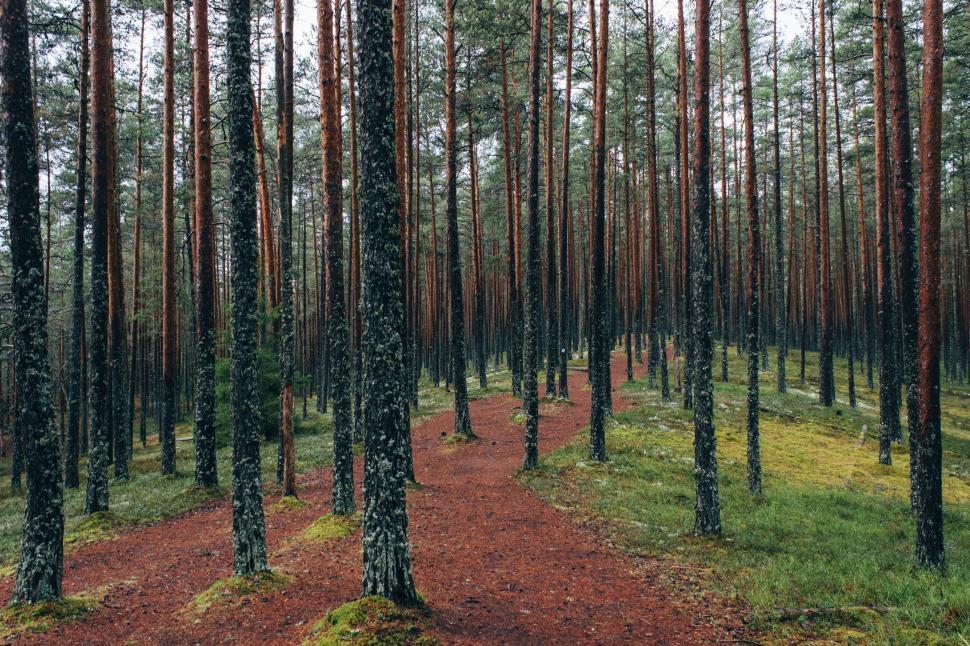 Free Image of Path Running Through Pine Forest 