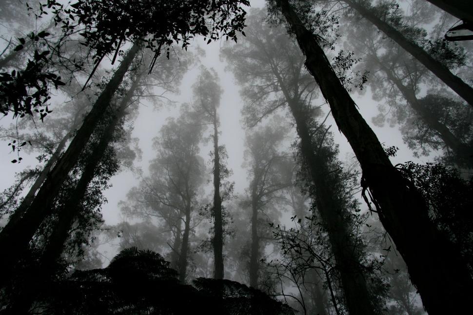 Free Image of Towering Trees Dominate Lush Forest Landscape 