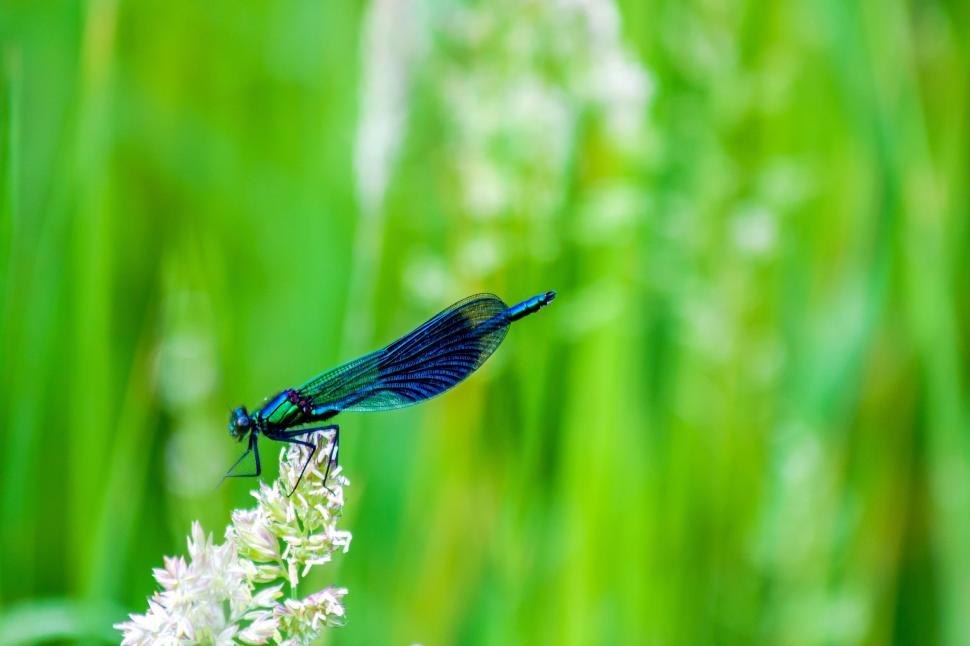 Free Image of Blue Dragonfly Perched on White Flower 