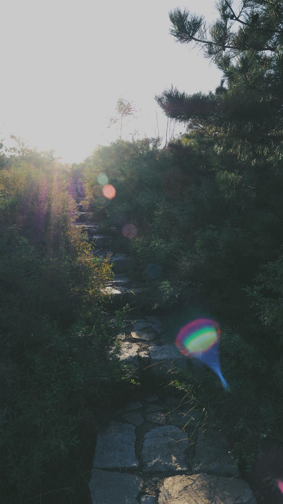 Free Image of Sun Shining Through the Trees and Rocks 