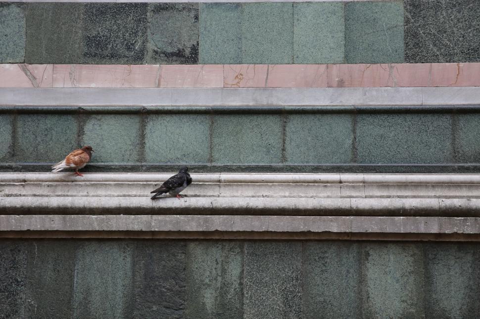 Free Image of Two Birds Perched on Building Ledge 