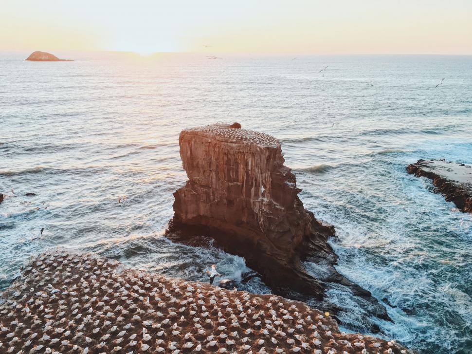 Free Image of Bird Perched on Rock by Ocean Shore 