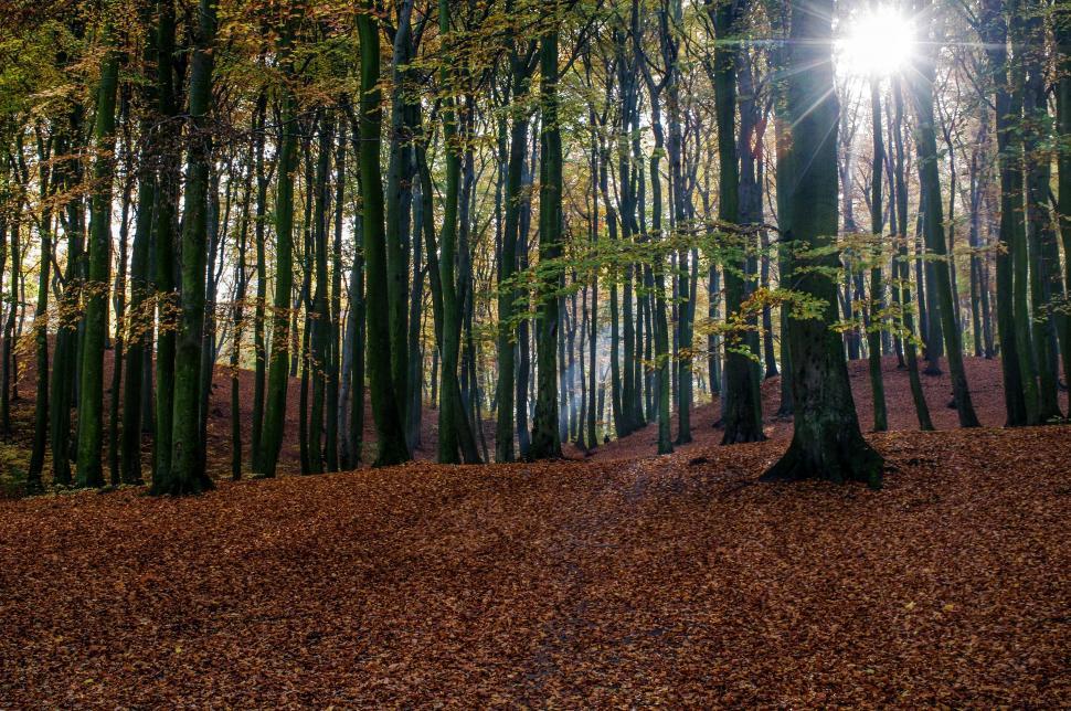 Free Image of Sun Shines Through Trees in Forest 