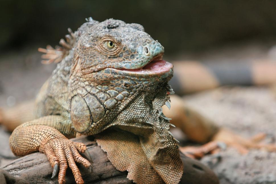Free Image of Lizard Basking on Rock 
