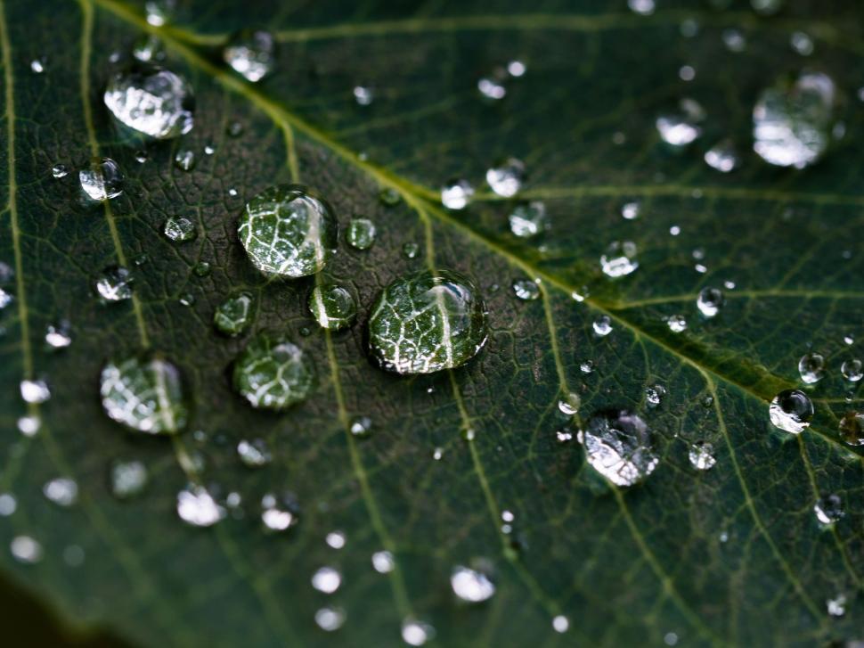 Free Image of Green Leaf With Water Droplets 