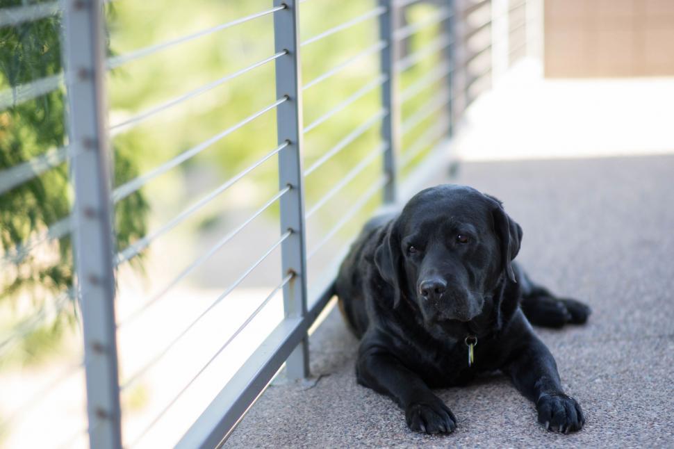 Free Image of Black Dog Laying Next to Fence 