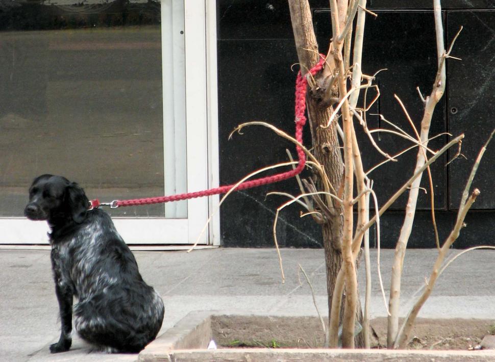 Free Image of Dog Tied to Tree on Leash 