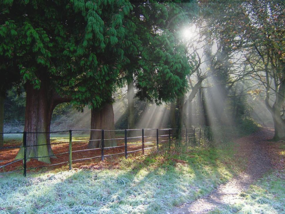 Free Image of Sun Shines Through Trees in Foggy Forest 