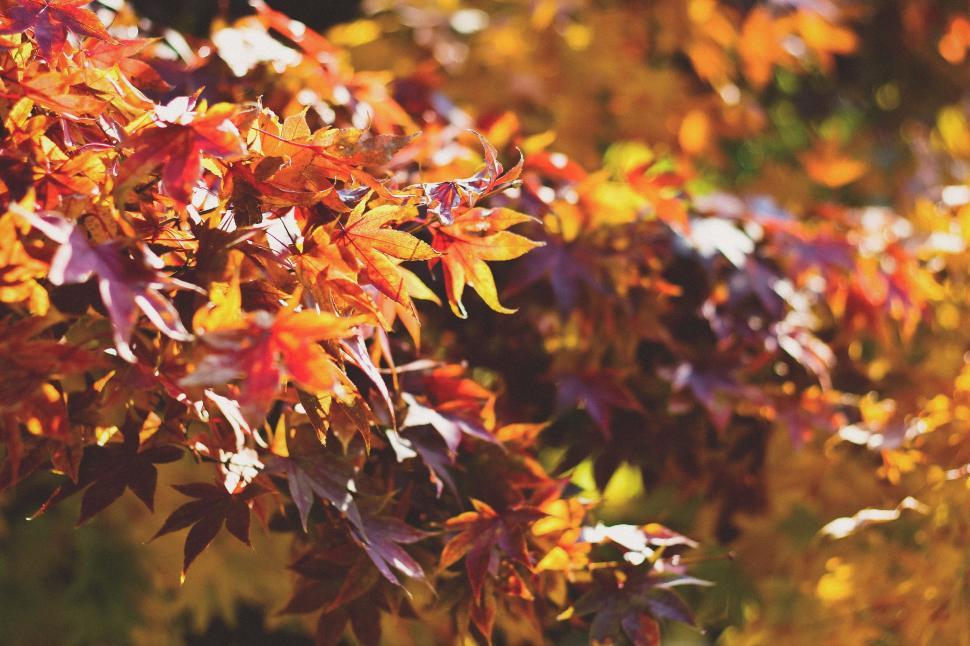 Free Image of Close-Up of Lush Tree Foliage 